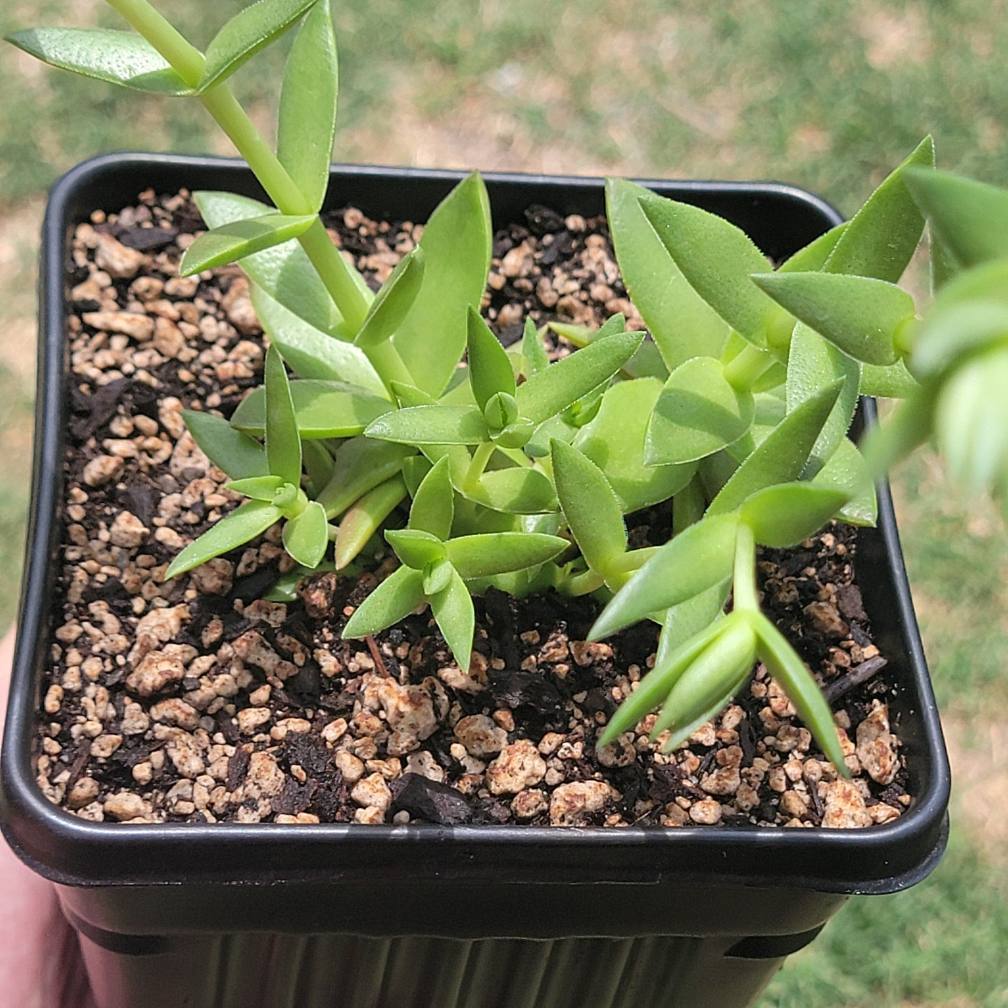 Crassula 'Campfire'