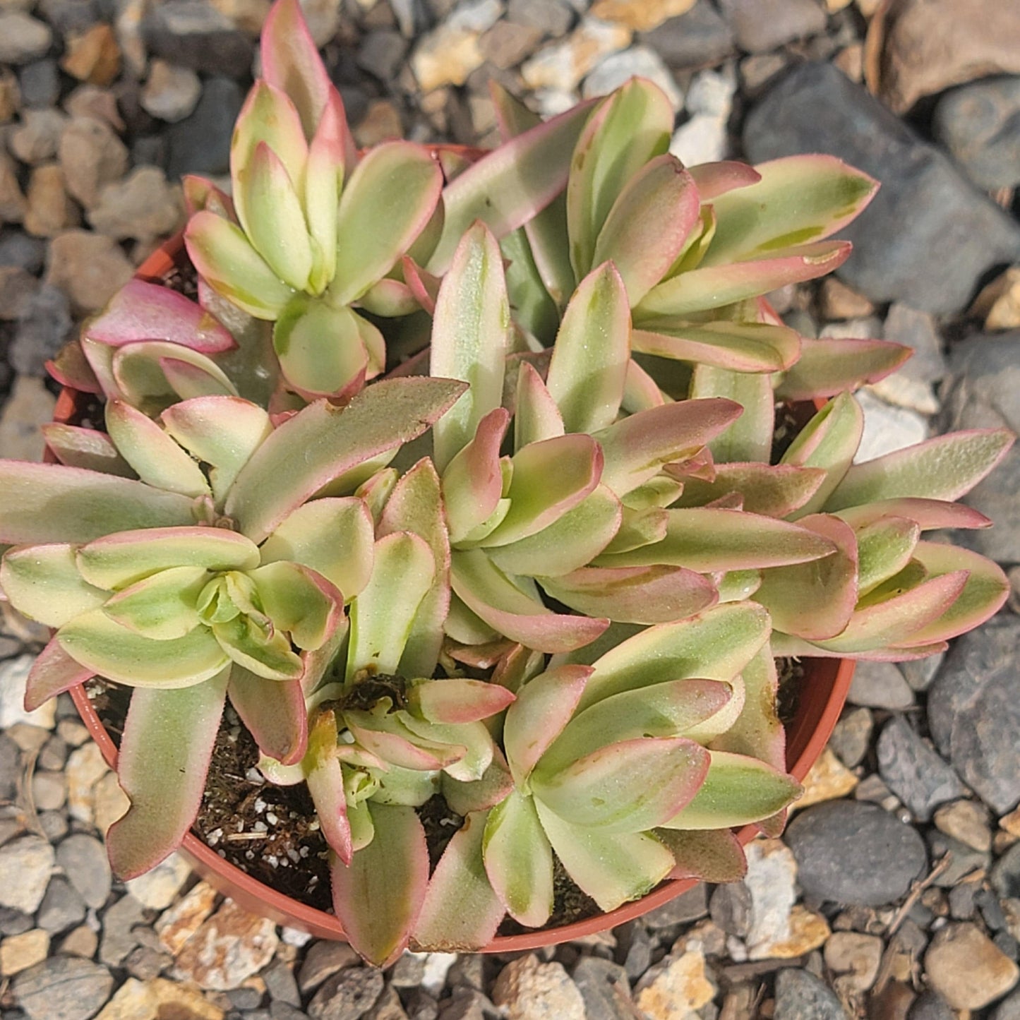 DesertScapeSucculent Succulent 4" Assorted Crassula campfire Variegated