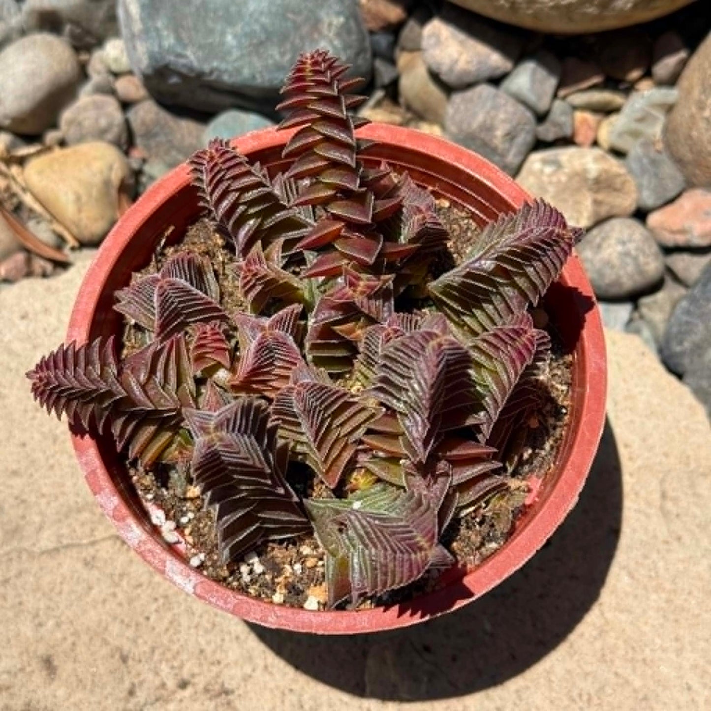DesertScapeSucculent Succulent Crassula capitella 'Red Pagoda'