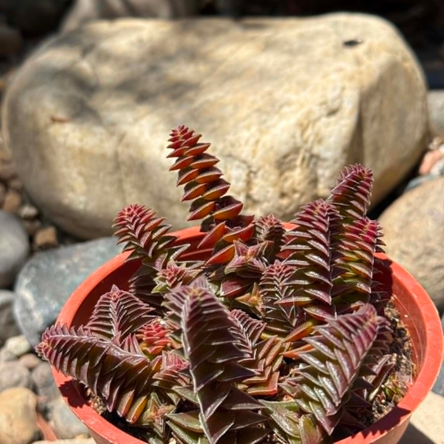 DesertScapeSucculent Succulent 4 Inch Crassula capitella 'Red Pagoda'