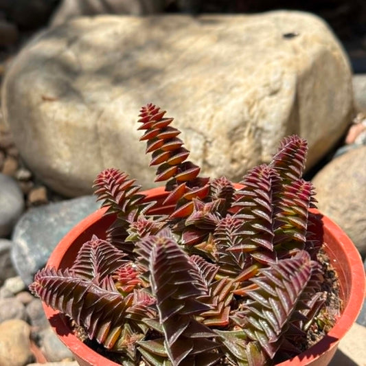 DesertScapeSucculent Succulent 4 Inch Crassula capitella 'Red Pagoda'