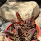 DesertScapeSucculent Succulent 4 Inch Crassula capitella 'Red Pagoda'
