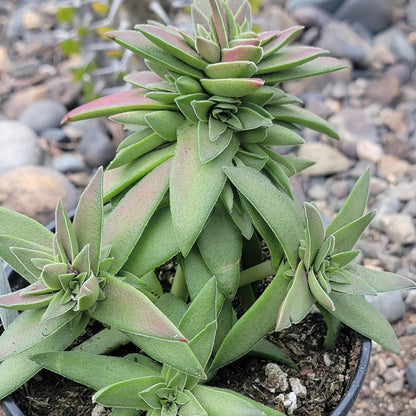 Crassula capitella 'Red Pagoda'