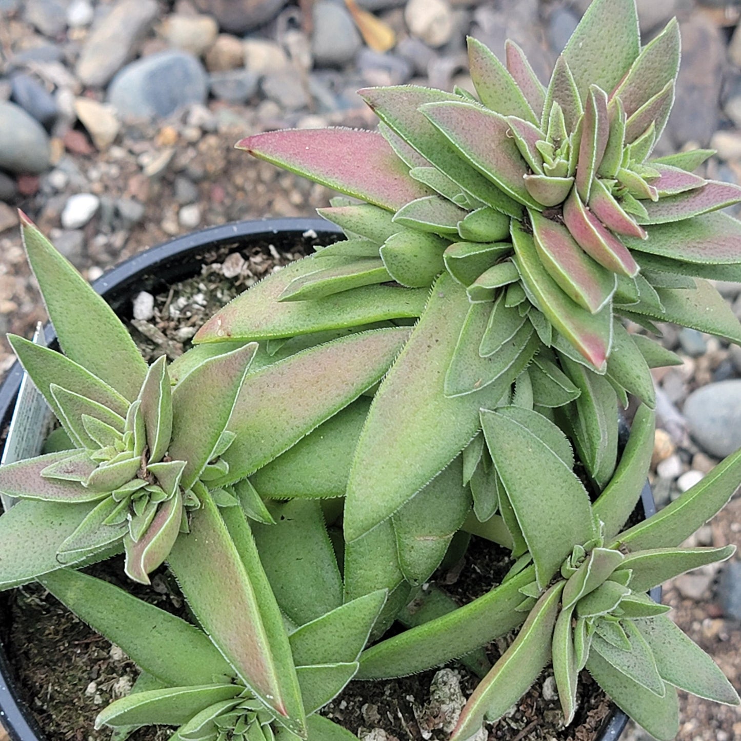 Crassula capitella 'Red Pagoda'