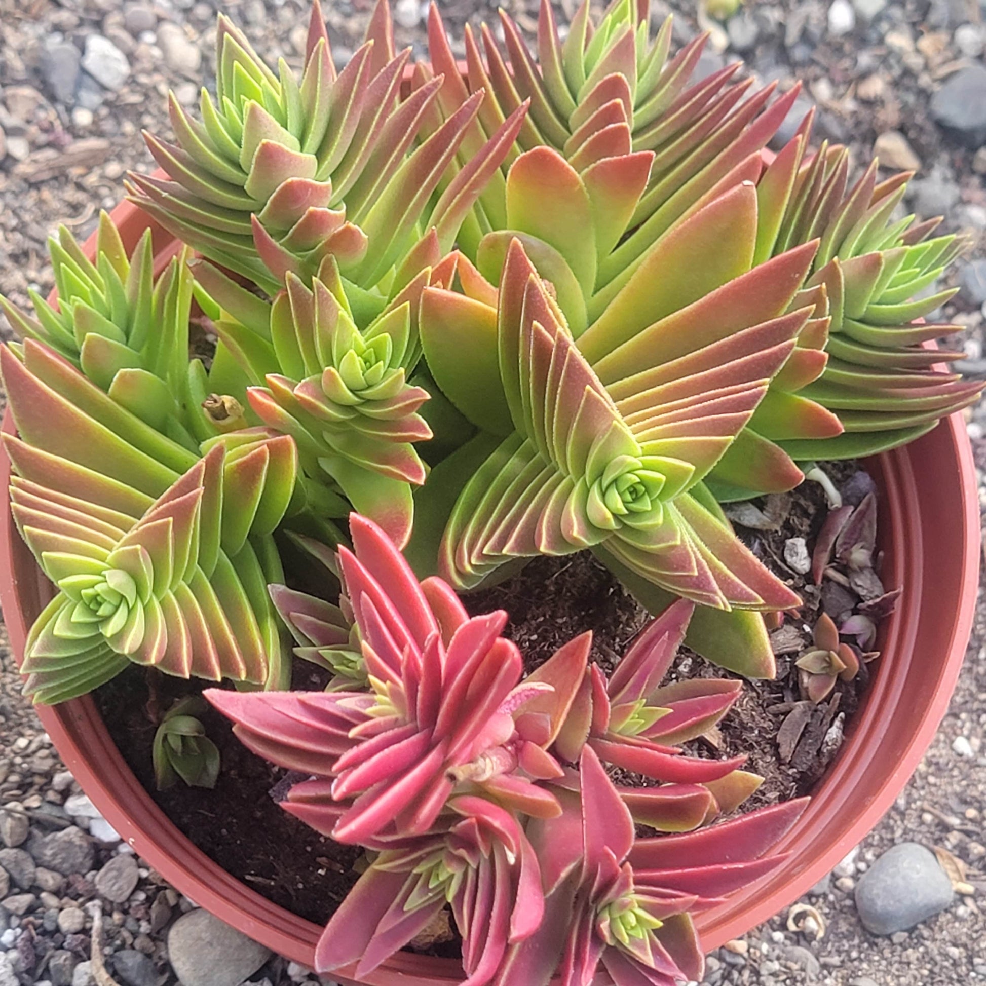 red pagoda succulent care Crassula capitella 'Red Pagoda'