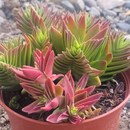 Crassula capitella 'Red Pagoda'