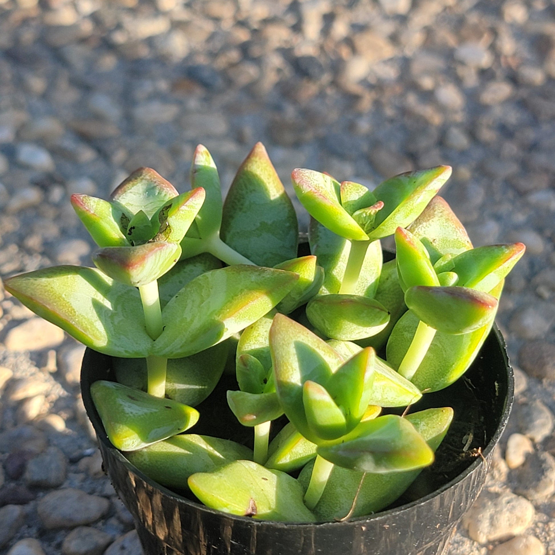 crassula conjuncta succulent Crassula conjuncta