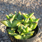 Crassula conjuncta - 3 Inch Assorted - Succulent - DesertScapeSucculent
