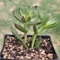 Crassula Dejecta 'Doily' - 4 Inch Assorted - Succulent - DesertScapeSucculent