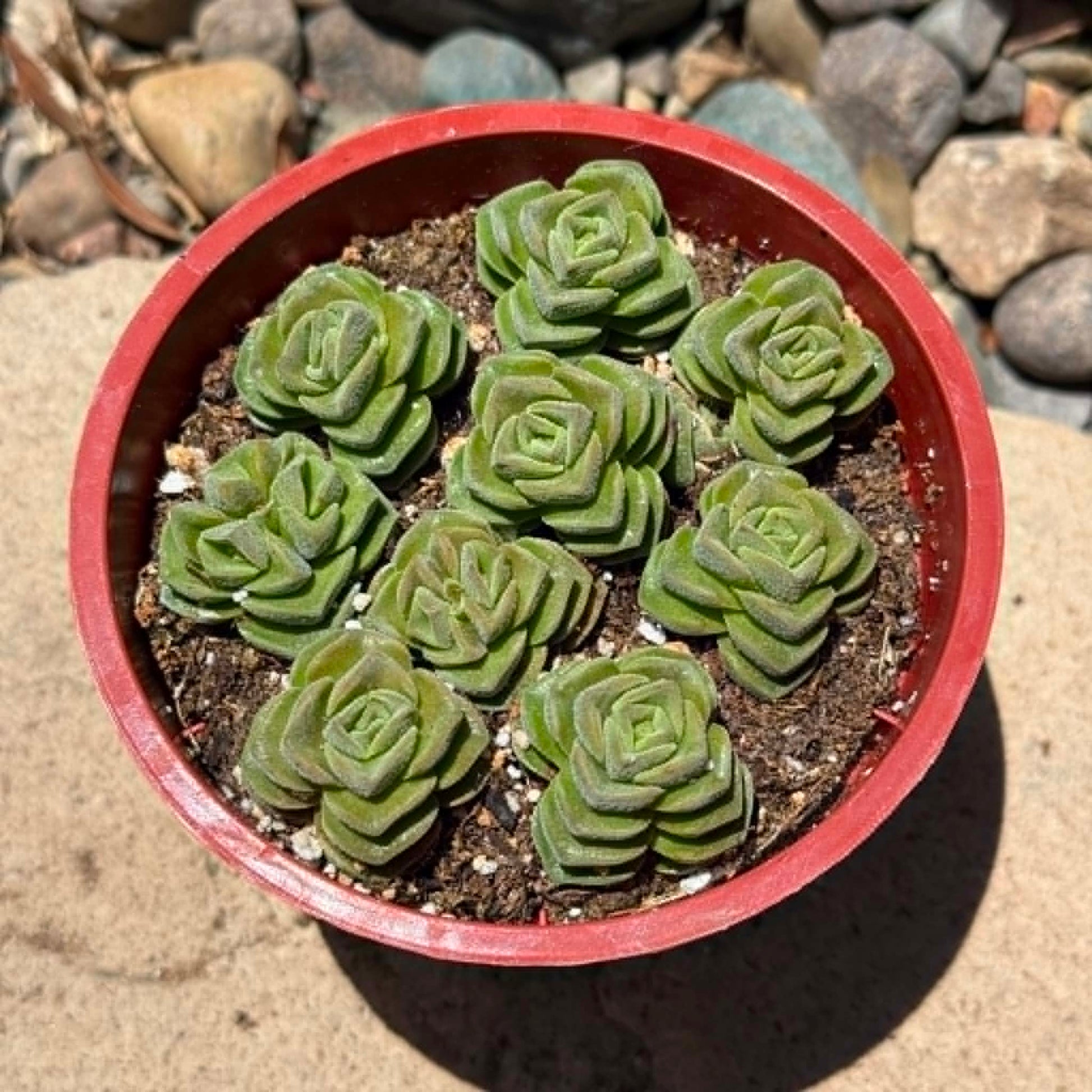 DesertScapeSucculent Succulent 4 Inch Crassula 'Dorothy'