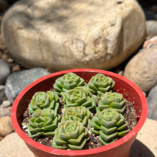 DesertScapeSucculent Succulent 4 Inch Crassula 'Dorothy'