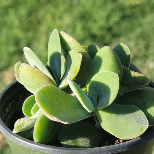 Crassula 'Dubia'