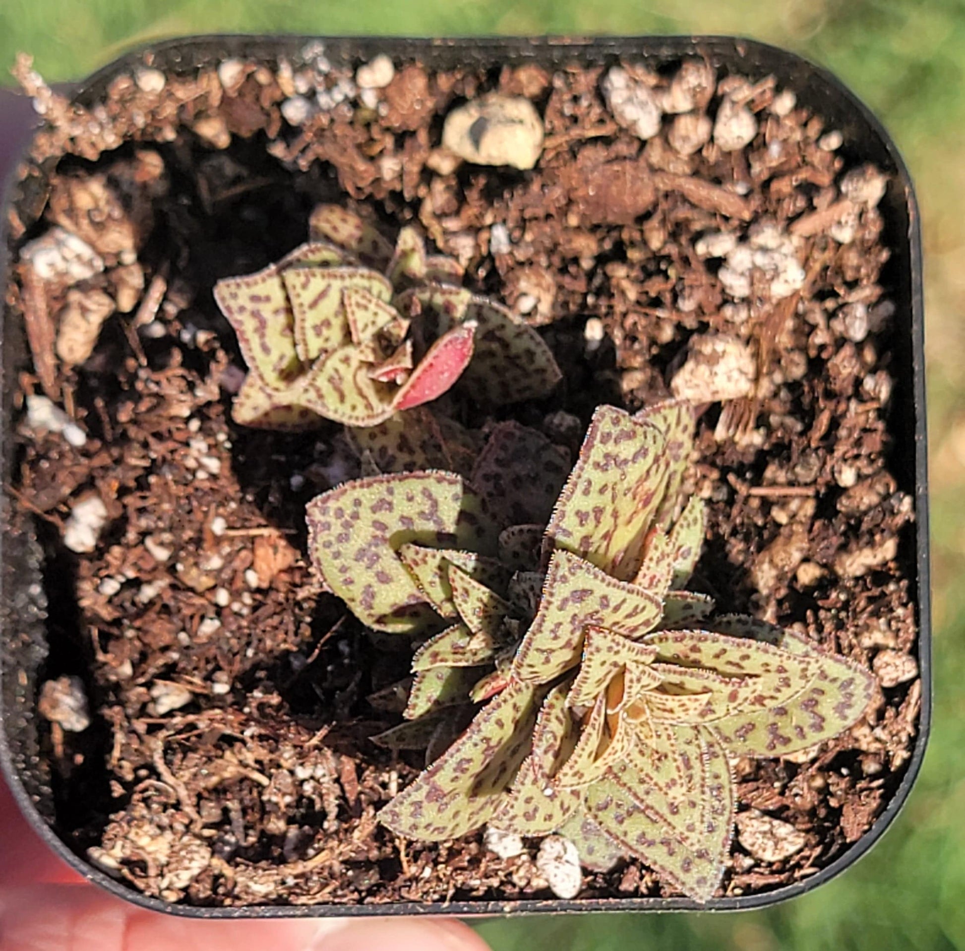 tiger jade plant Crassula exilis ssp. cooperi 'Tiger Jade'