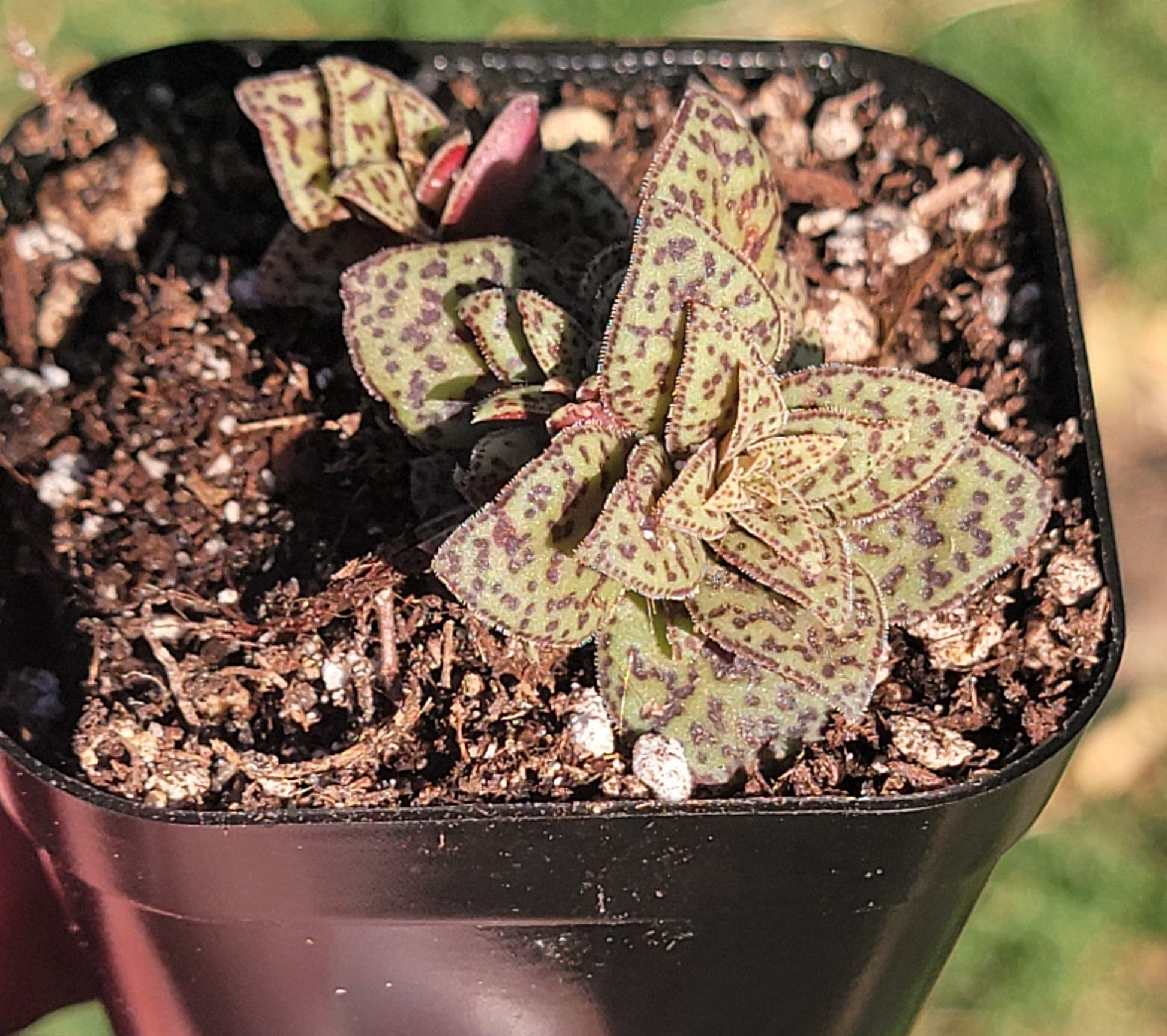 tiger jade plant care Crassula exilis ssp. cooperi 'Tiger Jade'