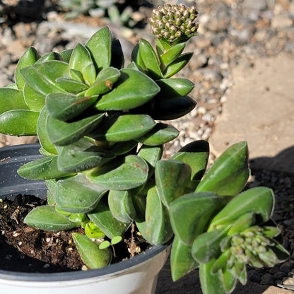 DesertScapeSucculent Succulent 4" Assorted Crassula hybrid 'Springtime'