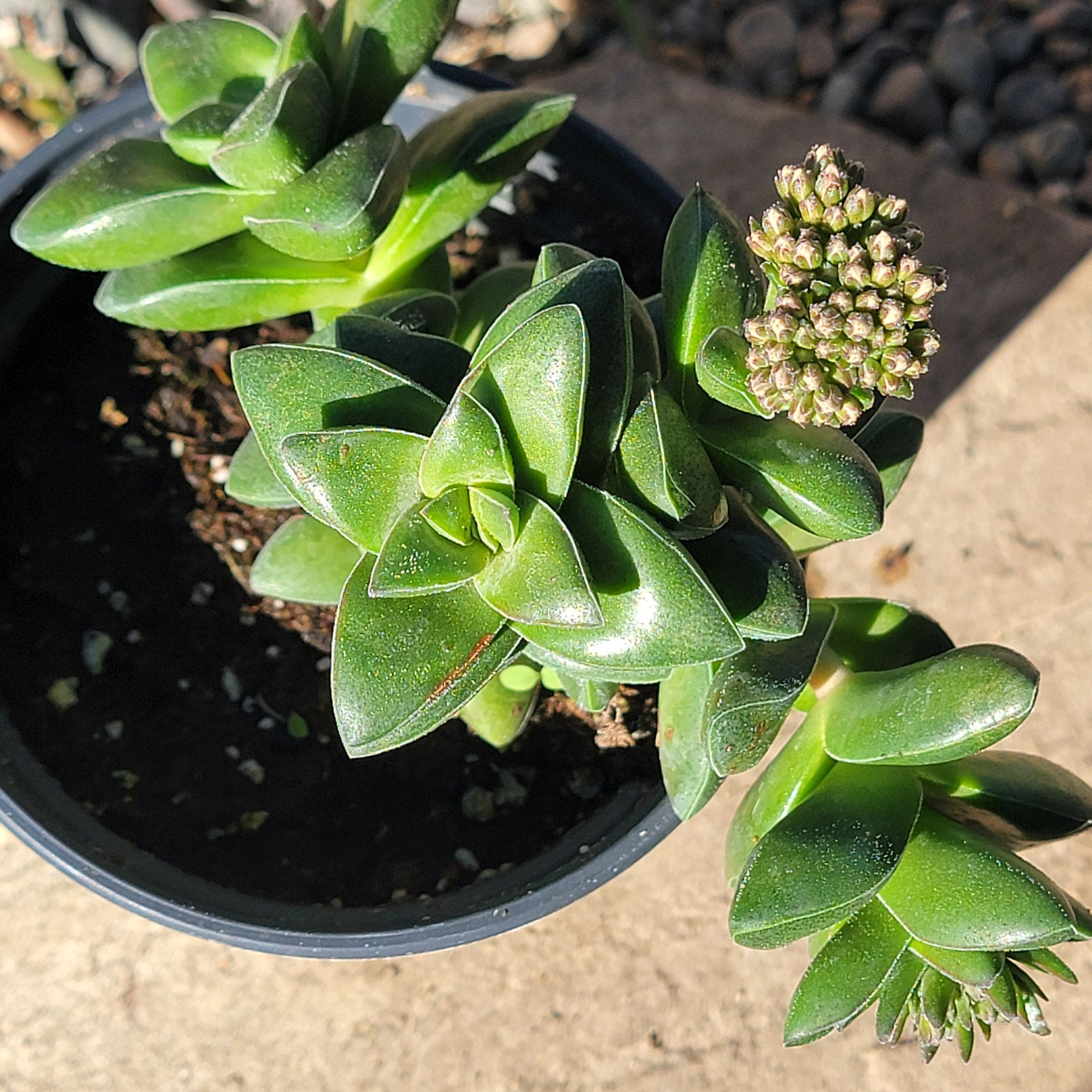 springtime succulent Crassula hybrid 'Springtime' – DesertScapeSucculent