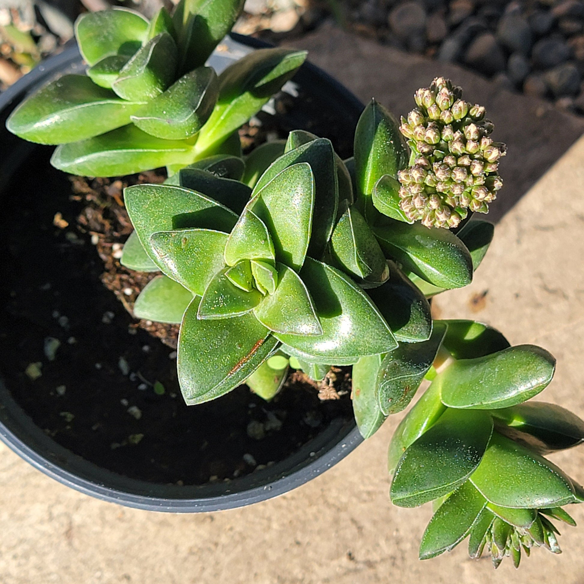 DesertScapeSucculent Succulent 4" Assorted Crassula hybrid 'Springtime'