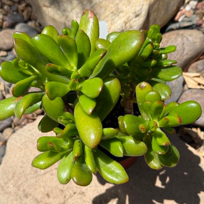 DesertScapeSucculent Succulent Crassula 'Jade Gollum'