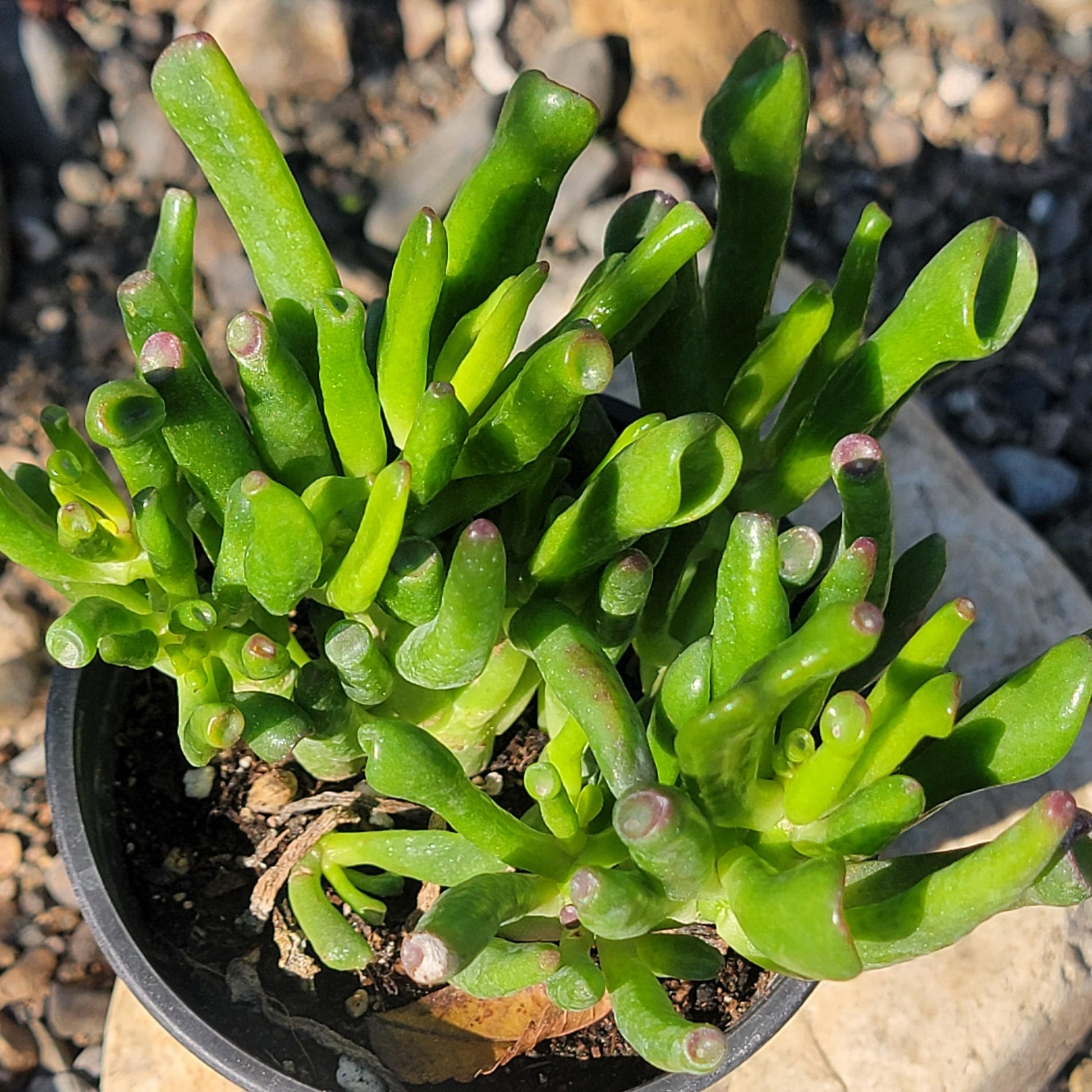 DesertScapeSucculent Succulent 4" Assorted Crassula 'Jade Gollum'