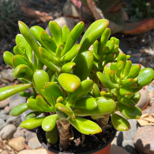 DesertScapeSucculent Succulent 4 Inch Assorted Crassula 'Jade Gollum'