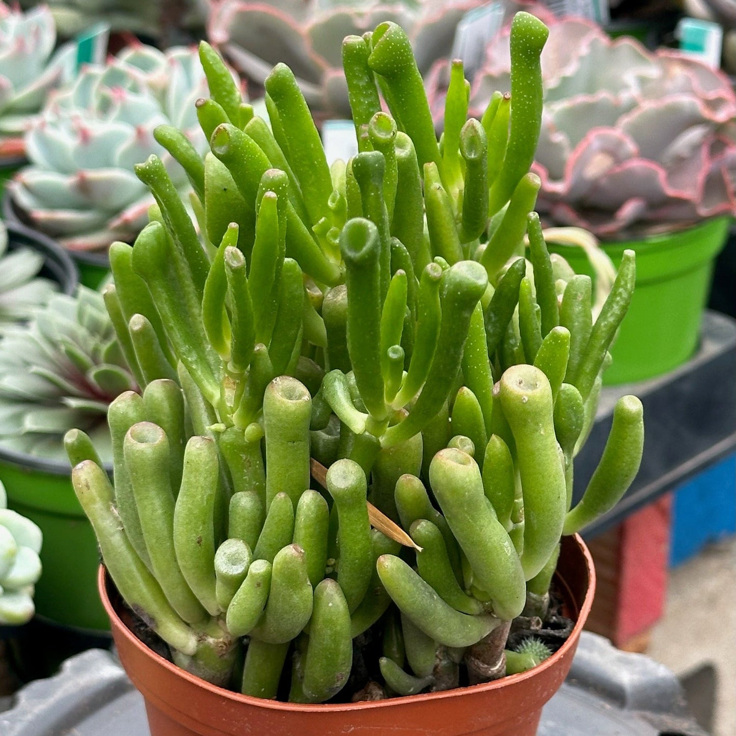 Crassula 'Jade Gollum'