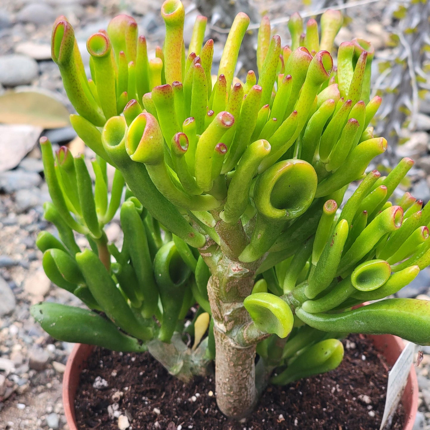 Crassula 'Jade Gollum'