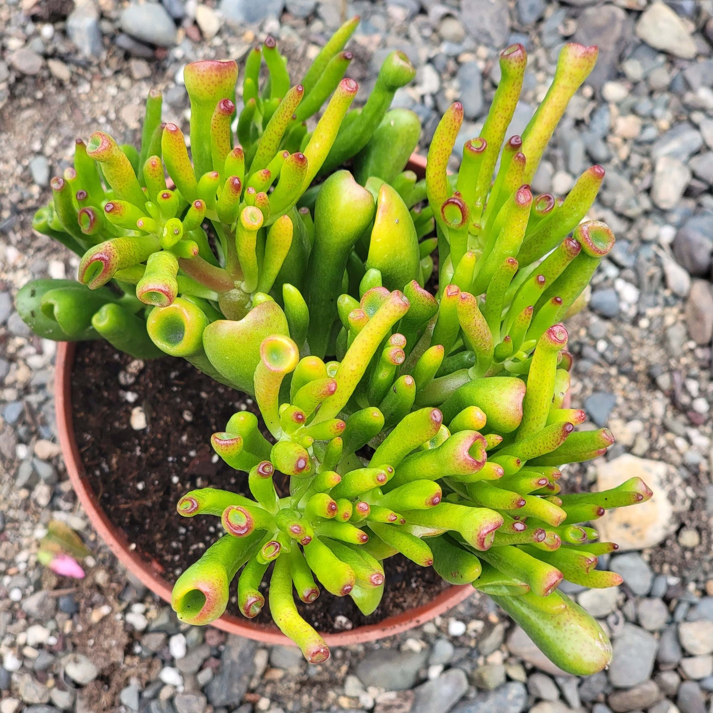 Crassula 'Jade Gollum'