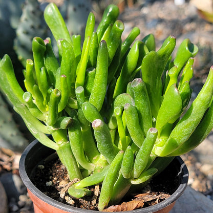 DesertScapeSucculent Succulent Crassula 'Jade Gollum'