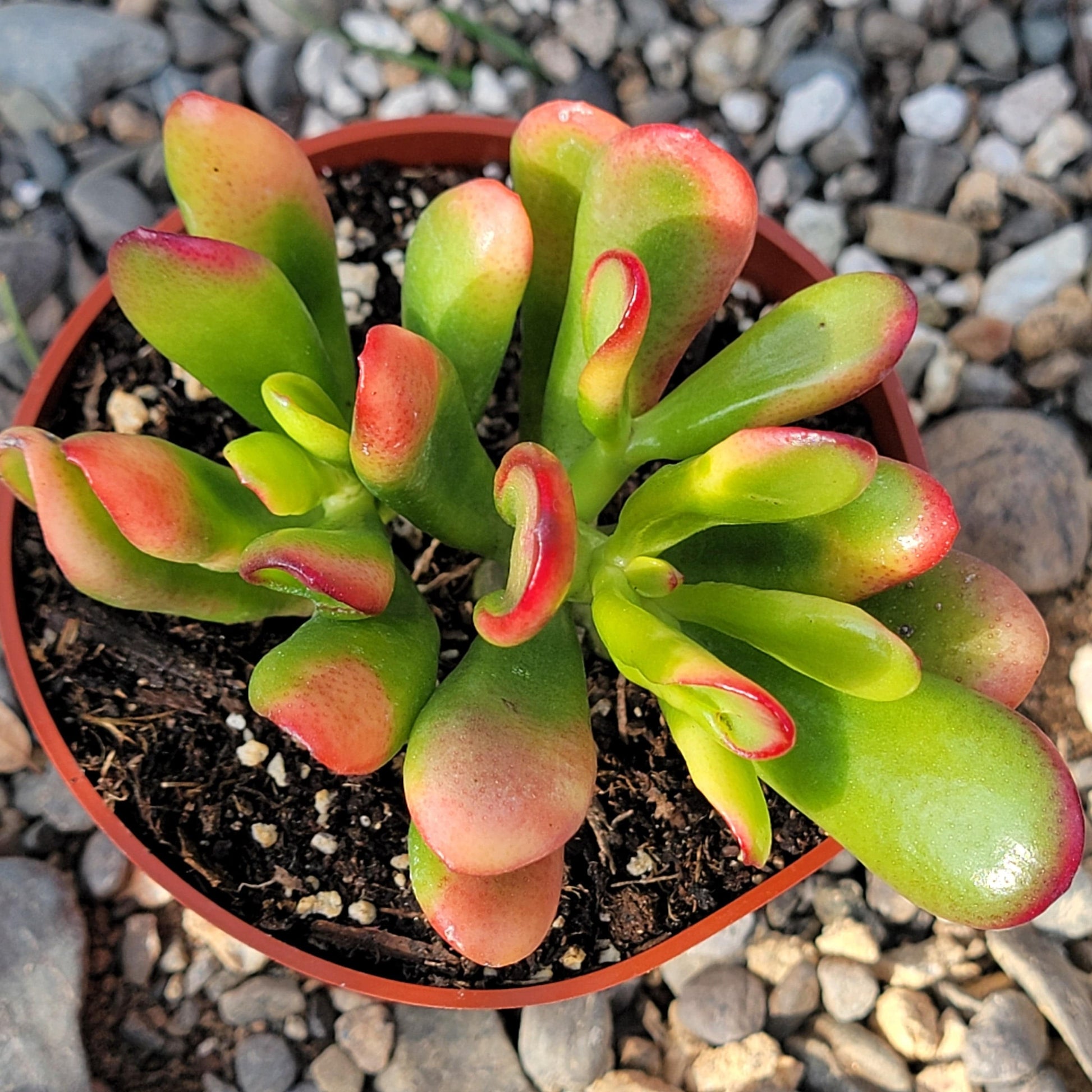 DesertScapeSucculent Succulent Crassula 'Jade Gollum' 'Sunset'