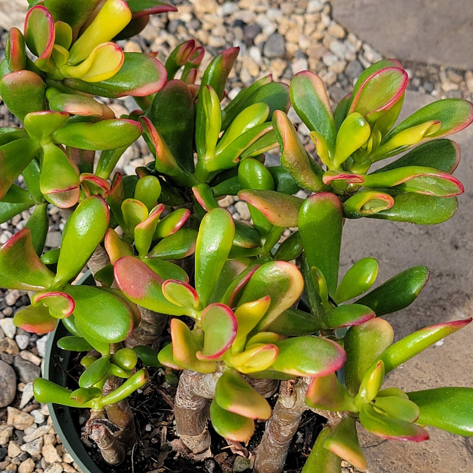 DesertScapeSucculent Succulent Crassula 'Jade Gollum' 'Sunset'