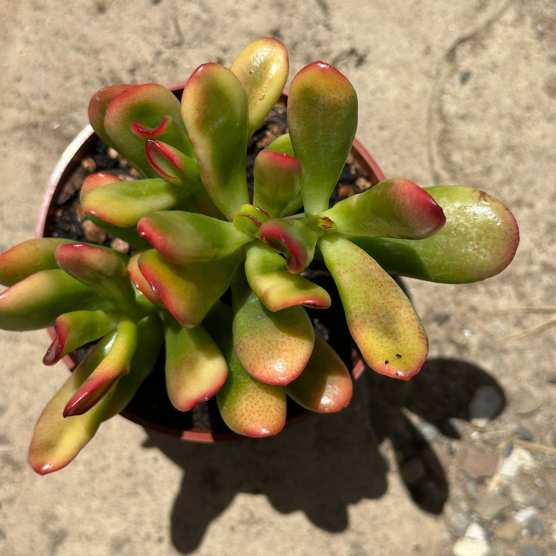 Crassula ovata 'Gollum Sunset' - 4 Inch Assorted - Succulent - DesertScapeSucculent