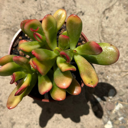 Crassula ovata 'Gollum Sunset' - 4 Inch Assorted - Succulent - DesertScapeSucculent