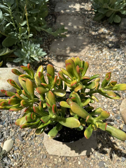 Crassula ovata 'Gollum Sunset' - 4 Inch Assorted - Succulent - DesertScapeSucculent