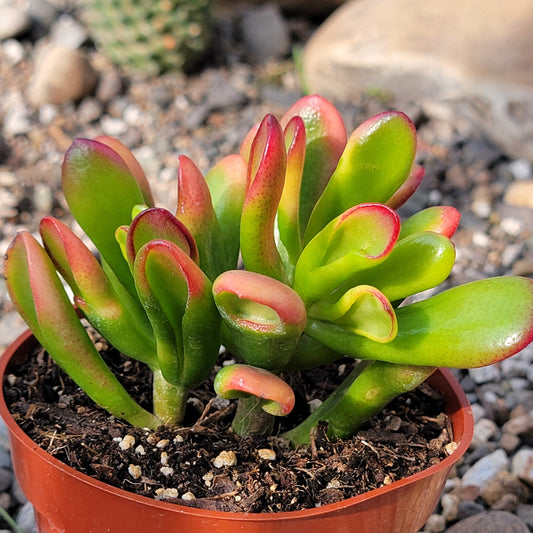 DesertScapeSucculent Succulent 4" Assorted Crassula 'Jade Gollum' 'Sunset'