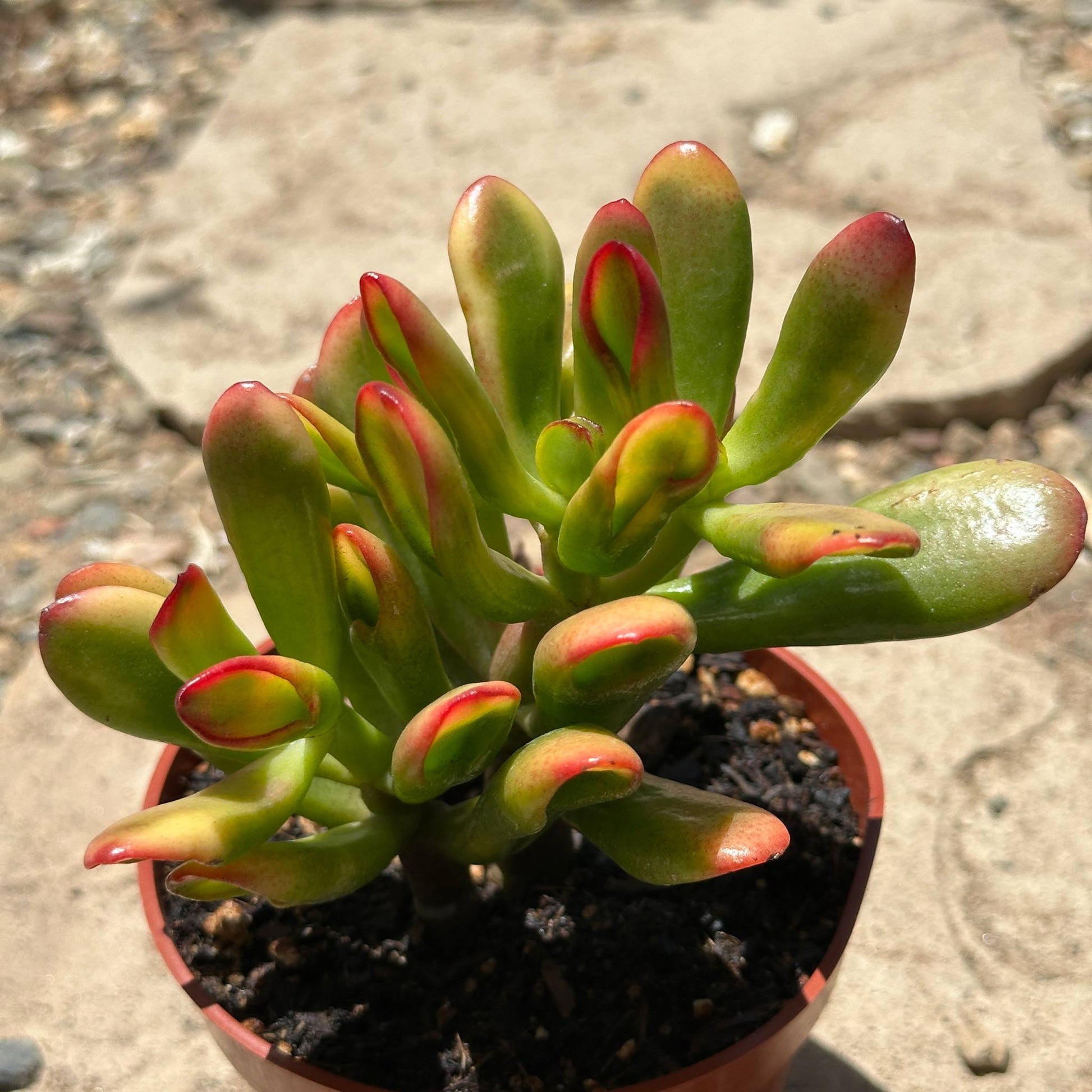gollum succulent Crassula ovata 'Gollum Sunset' – DesertScapeSucculent