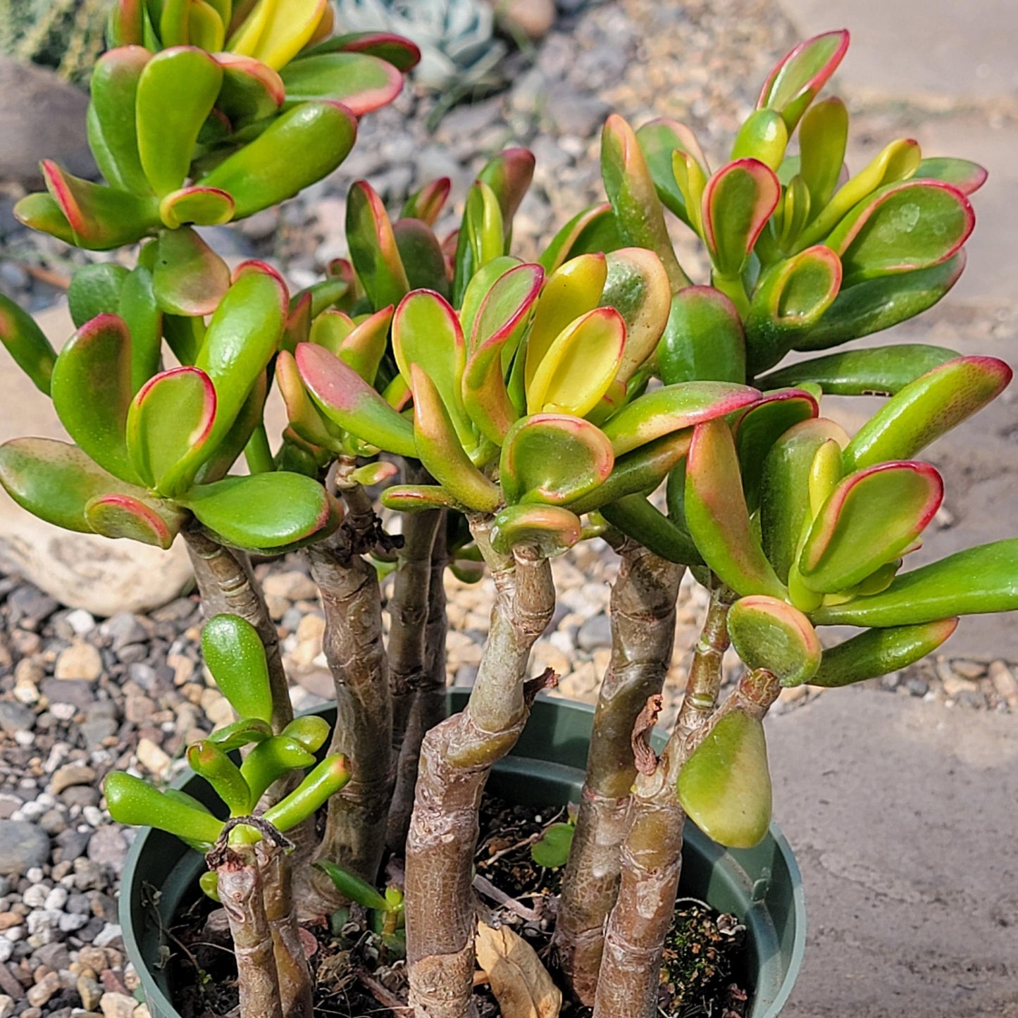 DesertScapeSucculent Succulent 6" Assorted Crassula 'Jade Gollum' 'Sunset'