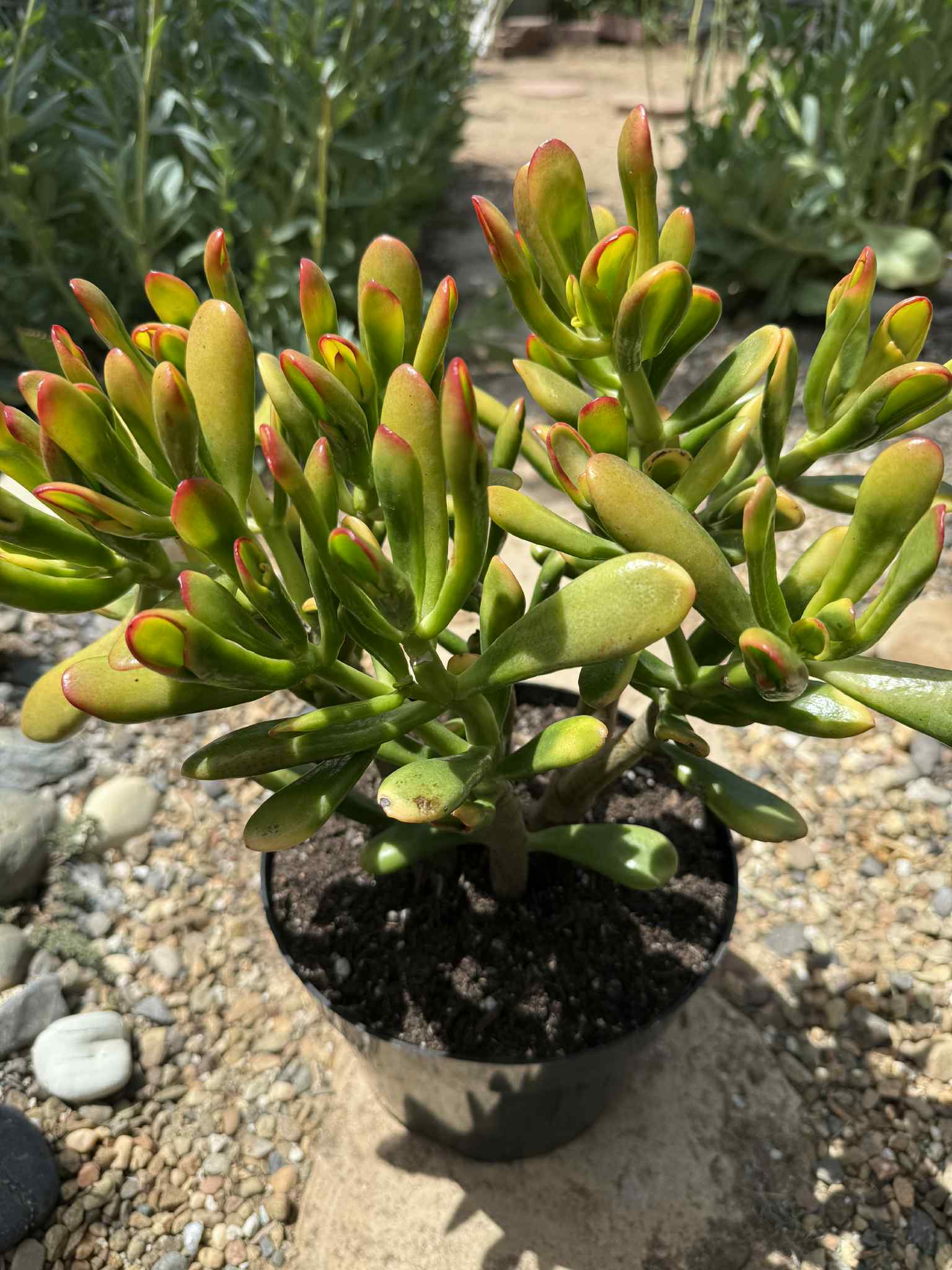 Crassula ovata 'Gollum Sunset' - 8 Inch Assorted - Succulent - DesertScapeSucculent