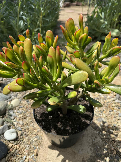 Crassula ovata 'Gollum Sunset' - 8 Inch Assorted - Succulent - DesertScapeSucculent