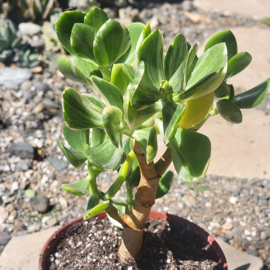 DesertScapeSucculent Succulent 6 Inch Assorted Crassula Jade Variegated