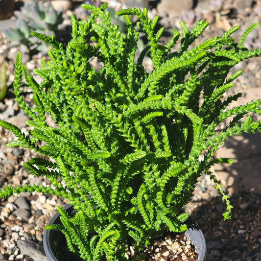 DesertScapeSucculent Succulent 4" Assorted Crassula lycopodioides 'Watch Chain'