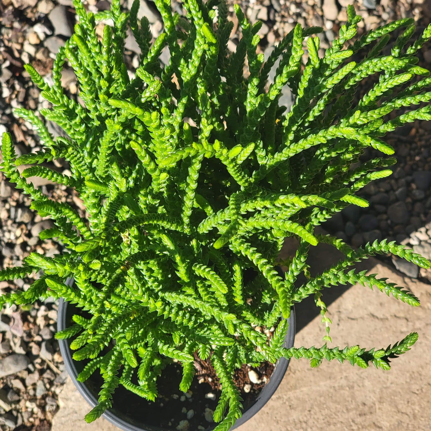 DesertScapeSucculent Succulent 4" Assorted Crassula lycopodioides 'Watch Chain'