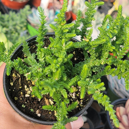 Crassula lycopodioides 'Watch Chain'