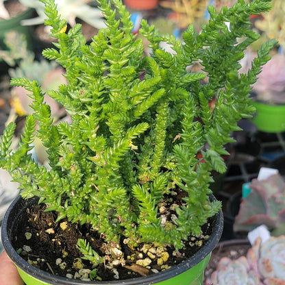 Crassula lycopodioides 'Watch Chain'