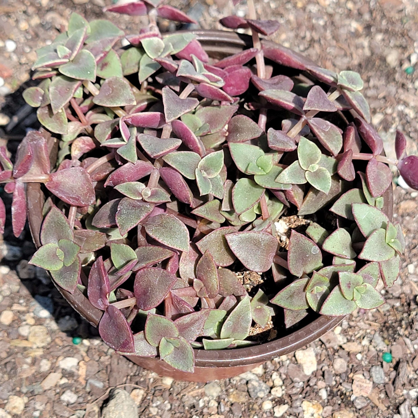 DesertScapeSucculent Succulent 4" Assorted Crassula Marginalis