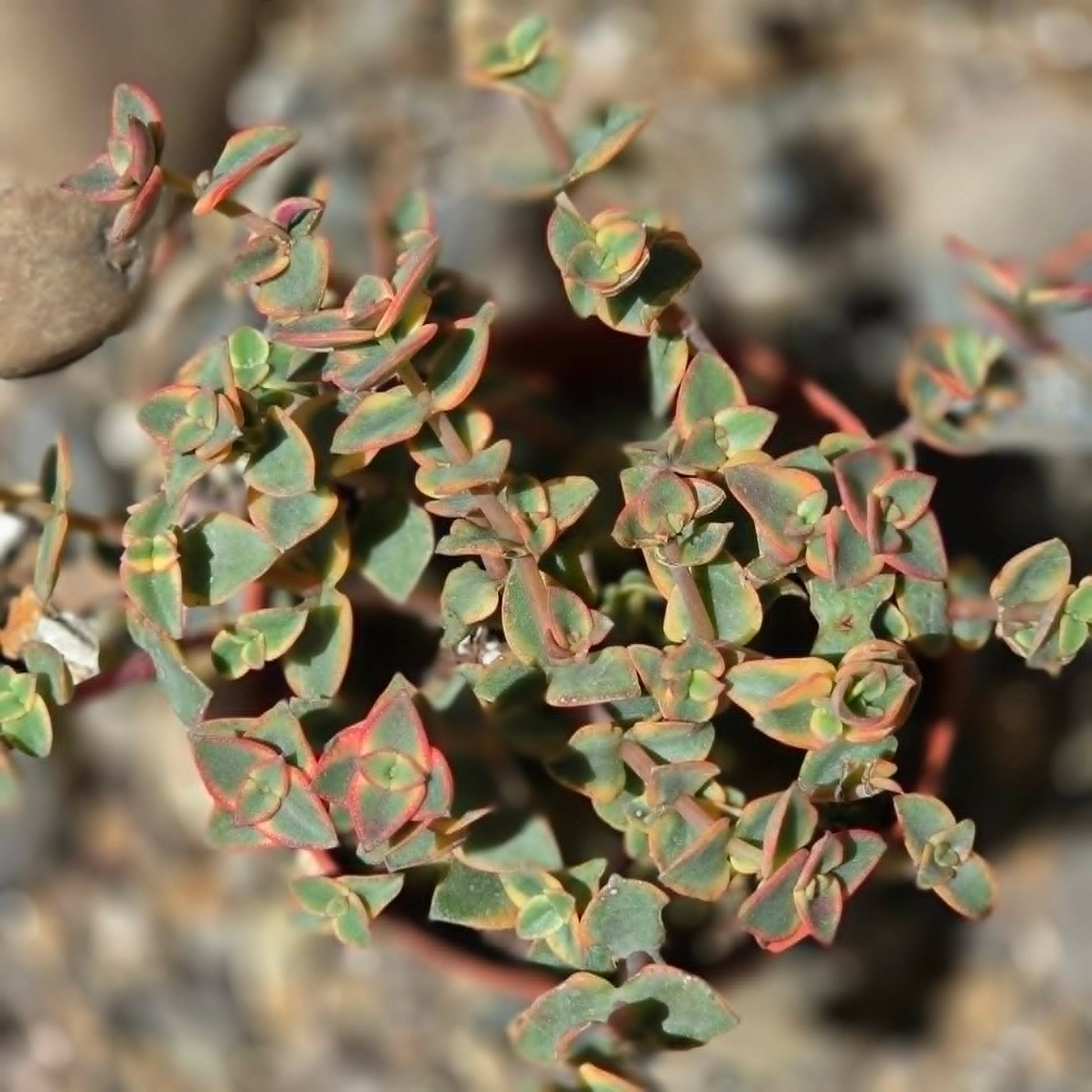 DesertScapeSucculent Succulent 4 Inch Crassula marginalis 'Yellow'