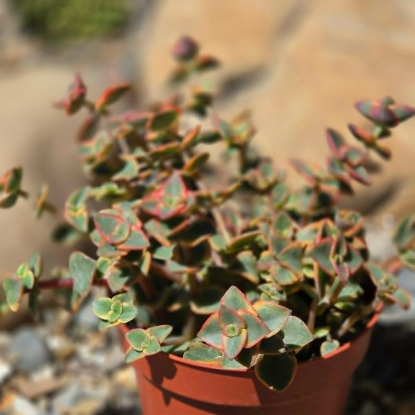 DesertScapeSucculent Succulent 4 Inch Crassula marginalis 'Yellow'