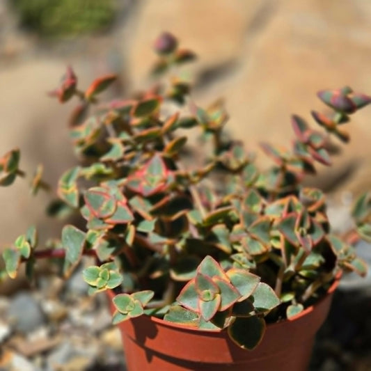 DesertScapeSucculent Succulent 4 Inch Crassula marginalis 'Yellow'