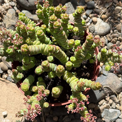DesertScapeSucculent Succulent Crassula marneriana 'Baby Necklace'