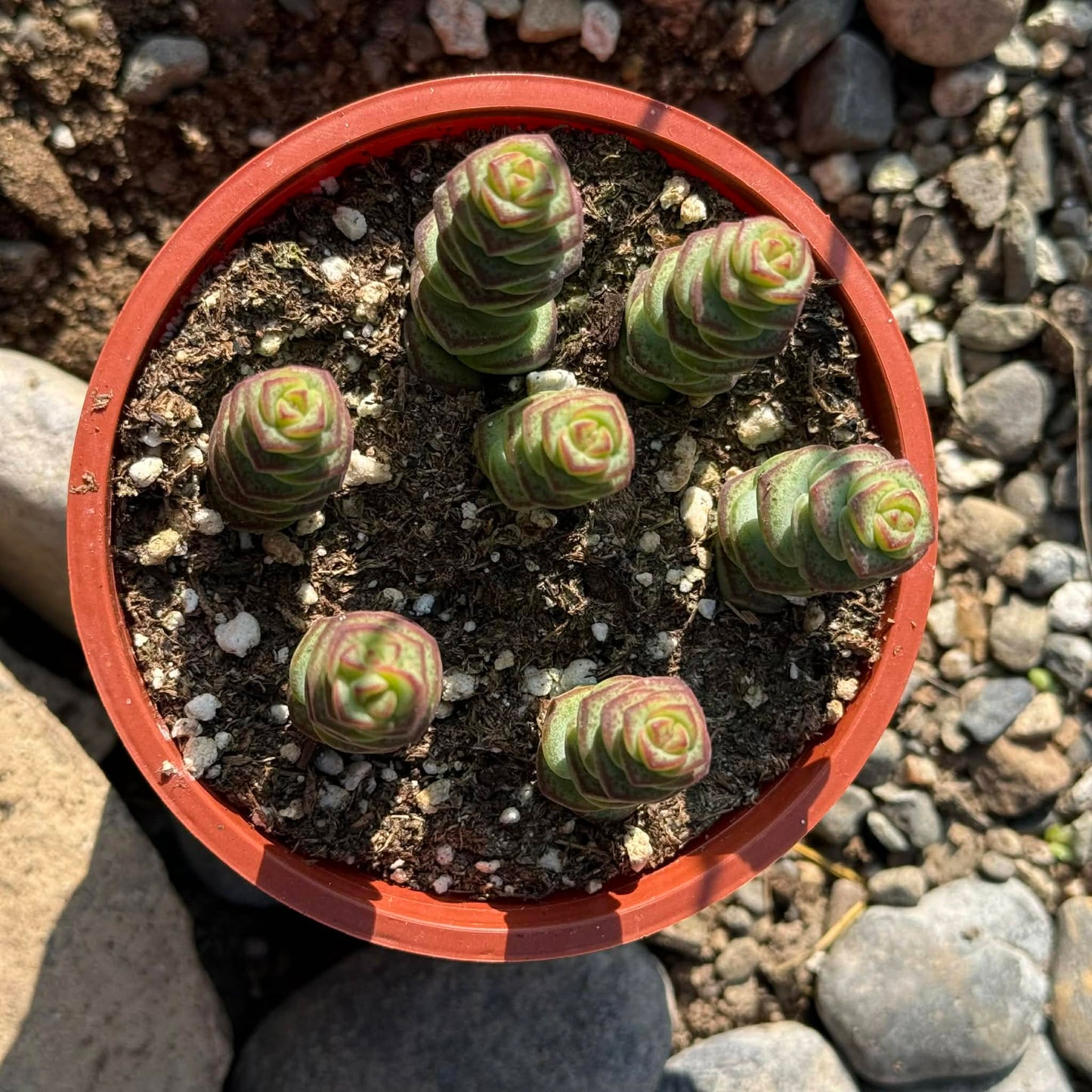 DesertScapeSucculent Succulent 4 Inch Crassula marneriana 'Baby Necklace'