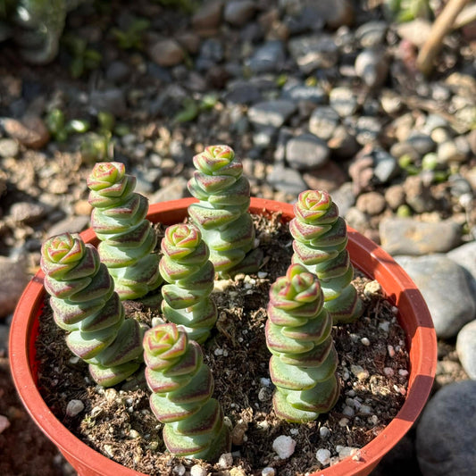 DesertScapeSucculent Succulent 4 Inch Crassula marneriana 'Baby Necklace'